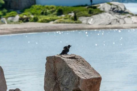 Common Grackle fluffing its feathers Foto stock