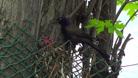 Common Grackle Flying In to Feed Hungry Chicks in Nest with Worms Vídeo Stock 345006938