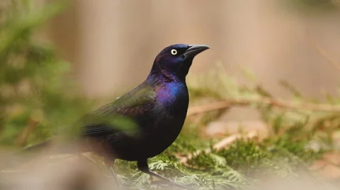 Common Grackle 库存影片 47126226