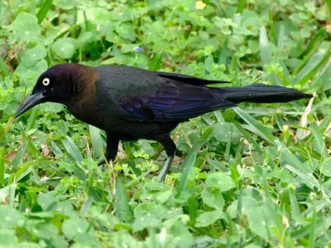 Common Grackle on Grass Foto stock