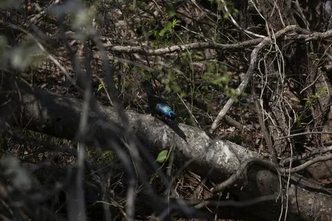 Common Grackle on a Log Stock Photos