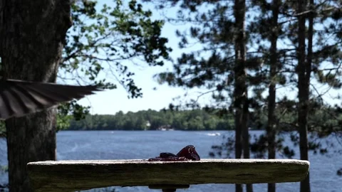 A Common grackle makes a nice soft landing. Video stock 148676734