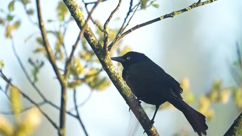 Common Grackle Perched on Tree Branch in Spring – Slow Motion Stock Footage 337510728