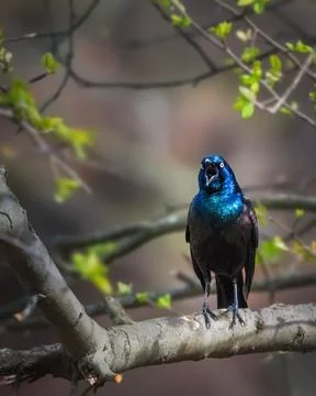 Common Grackle perched on a tree branch 스톡 사진