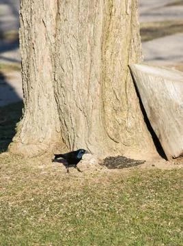 Common grackle Stock Photos