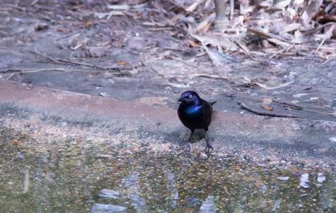 Common Grackle Stock Photos