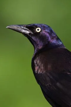 Common Grackle Stock Photos