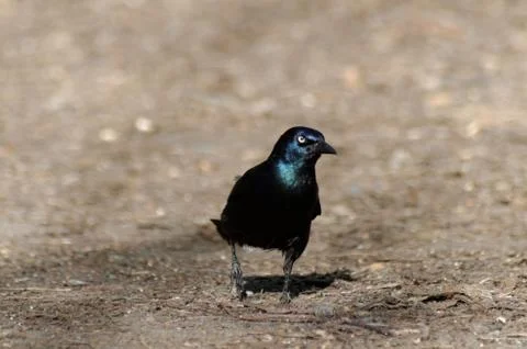 A Common Grackle 스톡 사진