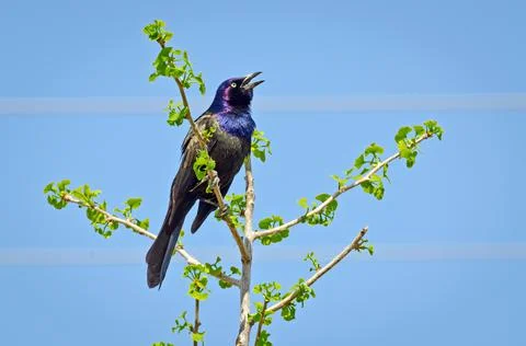 Common Grackle Stock Photos