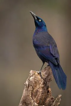 Common Grackle Stock Photos