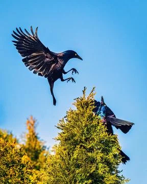 Common Grackle Foto stock