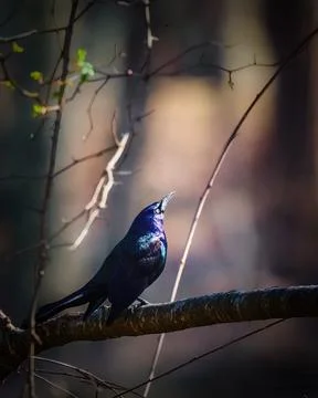 Common Grackle Stock Photos
