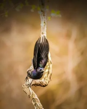 Common Grackle Stock Photos