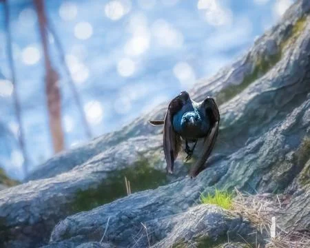 Common Grackle Stock Photos