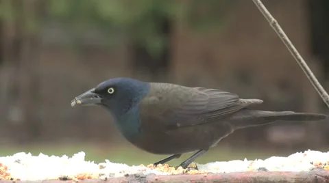 Common Grackle  picking seeds in snow Video stock 49017994