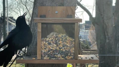 Common Grackle "Puffs Up" While Eating Stock Footage 304744524