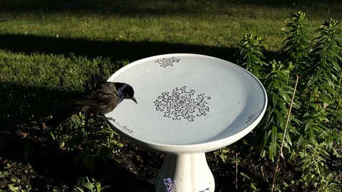 Common grackle (Quiscalus quiscula) visits bird bath for cool drink at sunset. Stock-Footage 88725019