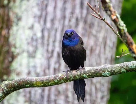 Common Grackle in the Rain Stock Photos