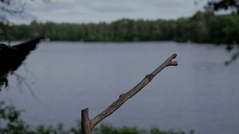 Common Grackle in slow motion hops down off of lake perch. Video stock 71193557