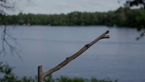 Common Grackle in slow motion lands on lake perch with food in its beak. Video stock 71193350