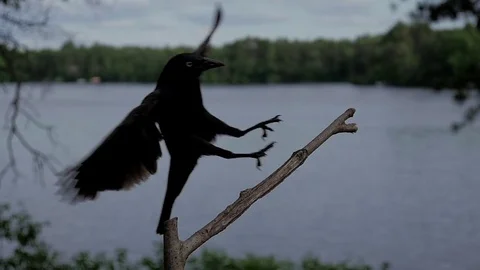 Common Grackle in slow motion lands on lakeside perch. Video stock 71194220