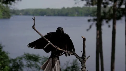Common Grackle in slow motion lands on lake perch, looks around, then hops down. Video stock 71194377