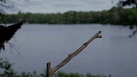 Common Grackle in slow motion lands on lakeside perch and looks around. Video stock 71194708