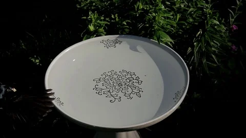 Common Grackle in slow motion soaks food in bird bath water then flies away. Stock-Footage 71194469