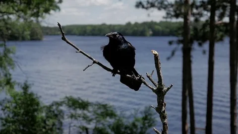 Common Grackle in slow motion sweeps in from afar to land of lakeside perch. Video stock 71195479