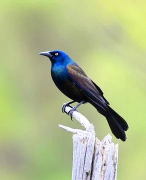 Common grackle standing on the dried tree branch Stock-Fotos