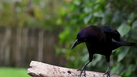 A Common Grackle startled by a falling peanut Stock Footage 264182734