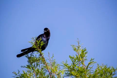 Common Grackle In Treetop Stock Photos