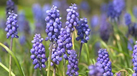 Common grape hyacinth - close up, low angle Stock Footage 23131947