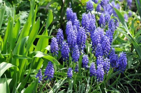 Common Grape Hyacinth flower Stock Photos