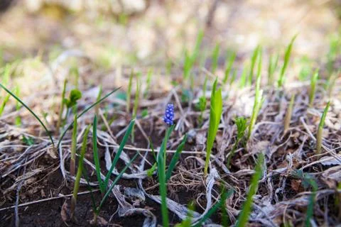 Common grape hyacinth Stock Photos