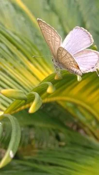 Common Grass-blue butterfly on leaf Stock Photos