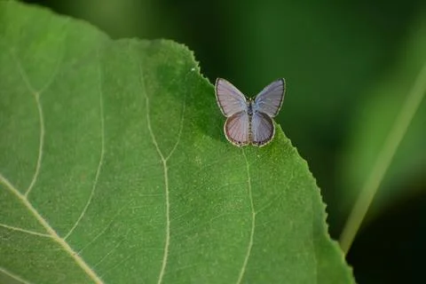 Common grass blue butterfly Stock Photos