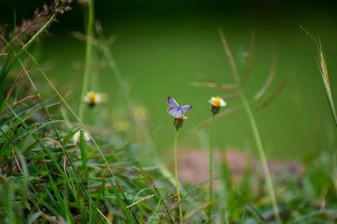 Common grass blue butterfly Stock Photos