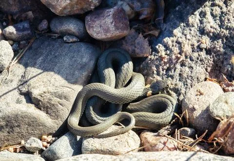 Common Grass-snake (Natrix natrix) from East Baltic sea Stock-Fotos