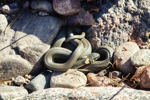 Common Grass-snake (Natrix natrix) from East Baltic sea Stock-Fotos