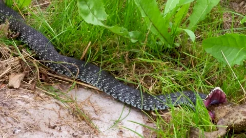 The common grass snake opens its mouth wide to swallow a captured frog. Stock Footage 313451857