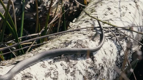 Common Grass Snakes, Natrix natrix, Basking on a Spring Day Stock Footage 316291789