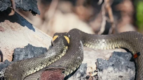 Common Grass Snakes, Natrix natrix, Basking on a Spring Day Stock Footage 316292980