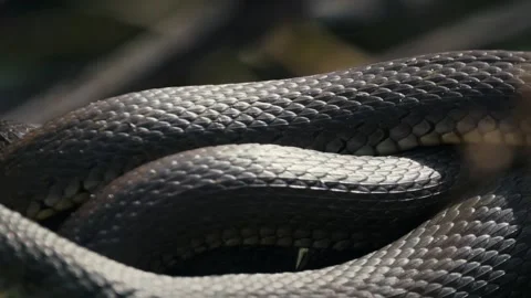 Common Grass Snakes, Natrix natrix, Basking on a Spring Day Stock-Footage 316293969
