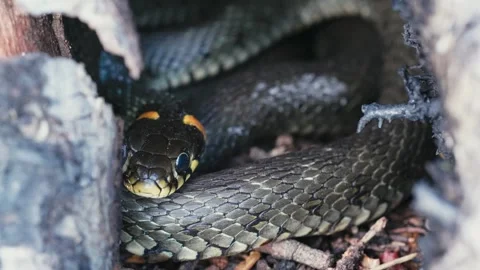 Common Grass Snakes, Natrix natrix, Basking on a Spring Day Video stock 316296386