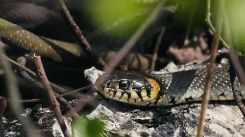 Common Grass Snakes, Natrix natrix, Basking on a Spring Day Video stock 316296500