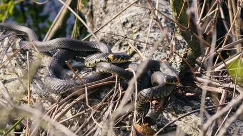 Common Grass Snakes, Natrix natrix, Basking on a Spring Day Stock Footage 316297641
