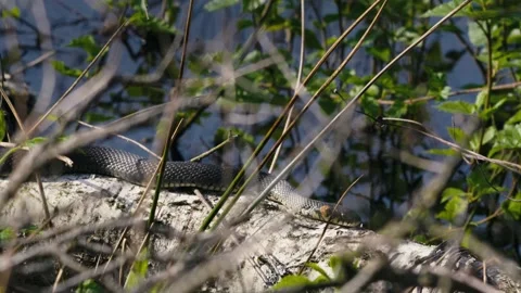 Common Grass Snakes, Natrix natrix, Basking on a Spring Day Video stock 316297719