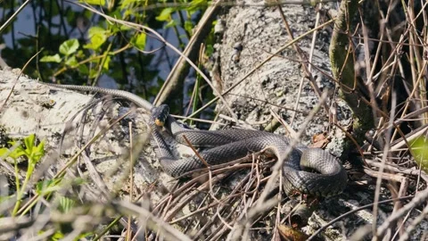 Common Grass Snakes, Natrix natrix, Basking on a Spring Day Stock Footage 316298663