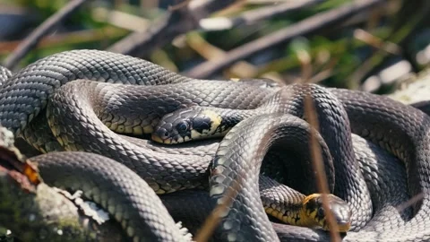 Common Grass Snakes, Natrix natrix, Basking on a Spring Day Stock Footage 316299335